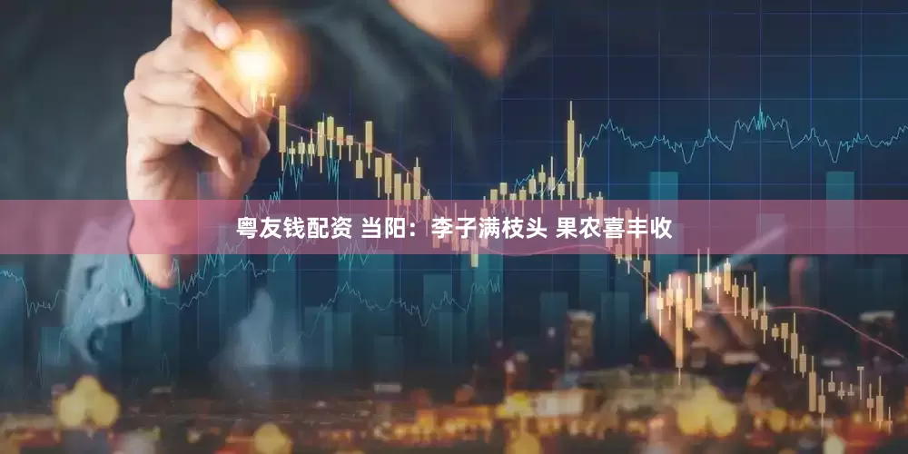 粤友钱配资 当阳：李子满枝头 果农喜丰收